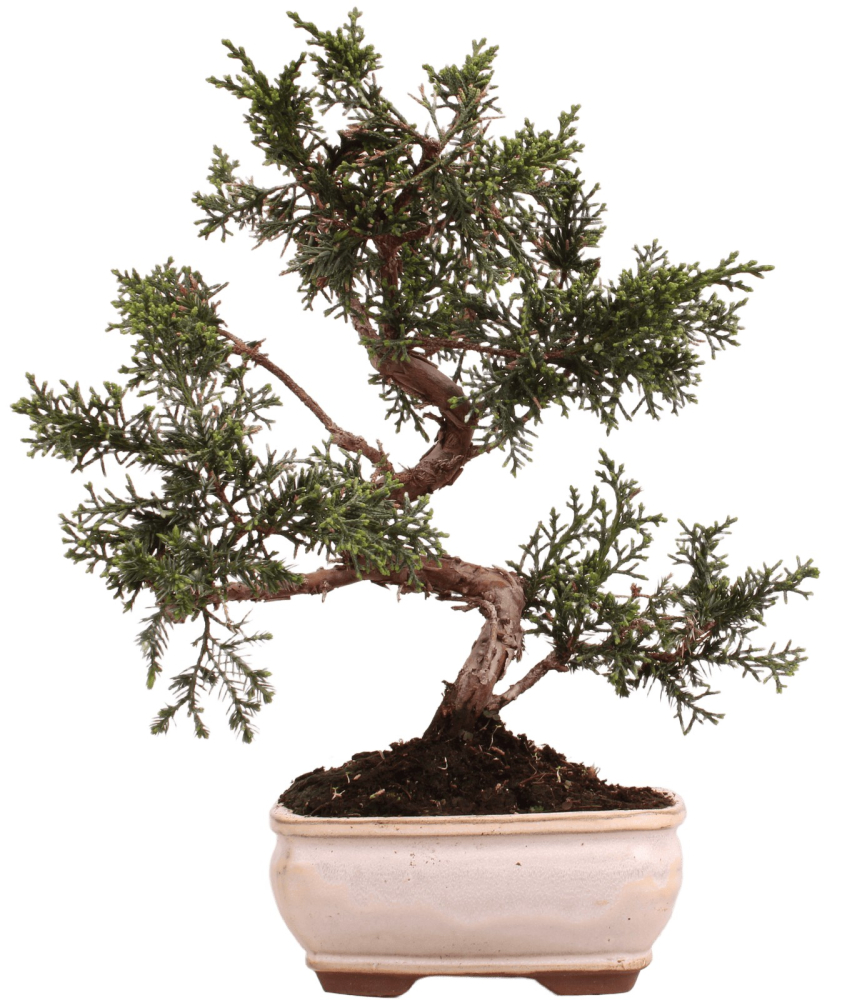 Bonsai - Juniperus chinensis 'Kyushu', Chinesischer Wacholder 228/49