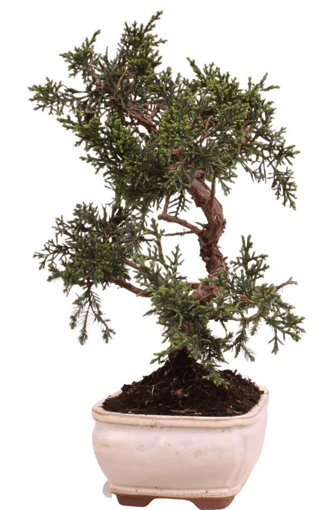 Preview: Bonsai - Juniperus chinensis 'Kyushu', Chinesischer Wacholder 228/49