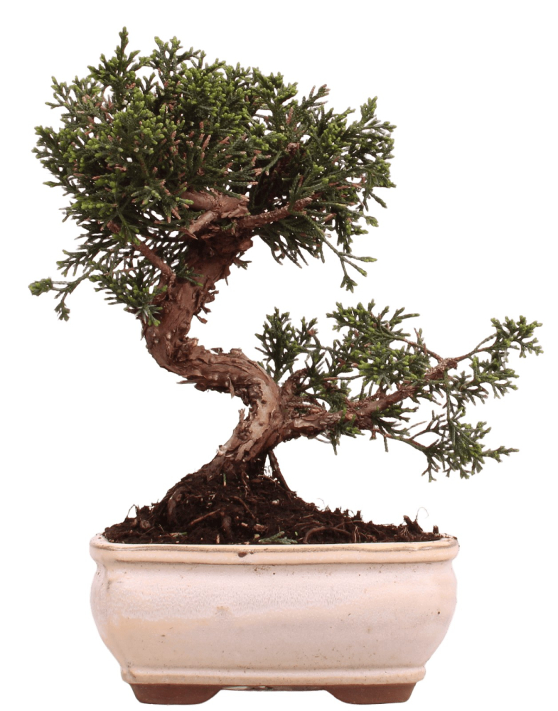 Bonsai - Juniperus chinensis 'Kyushu', Chinesischer Wacholder 228/50