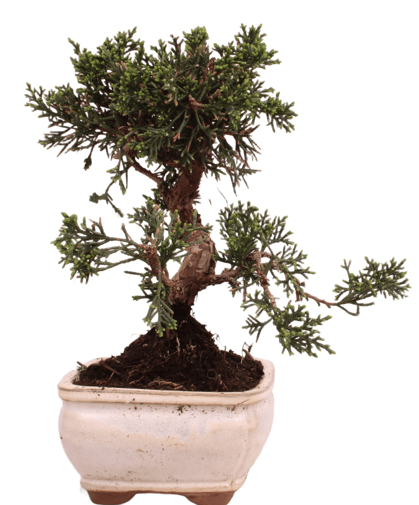Bonsai - Juniperus chinensis 'Kyushu', Chinesischer Wacholder 228/50
