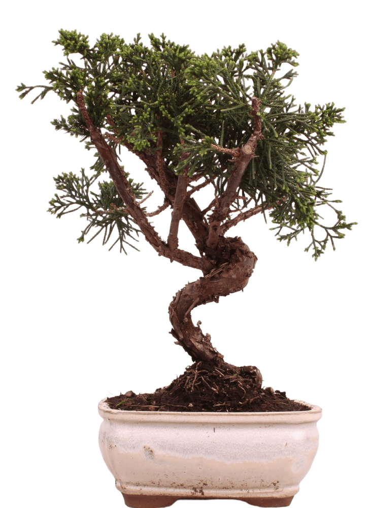 Bonsai - Juniperus chinensis 'Kyushu', Chinesischer Wacholder 228/51