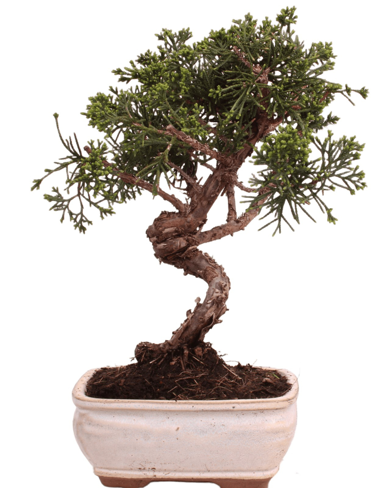 Bonsai - Juniperus chinensis 'Kyushu', Chinesischer Wacholder 228/51