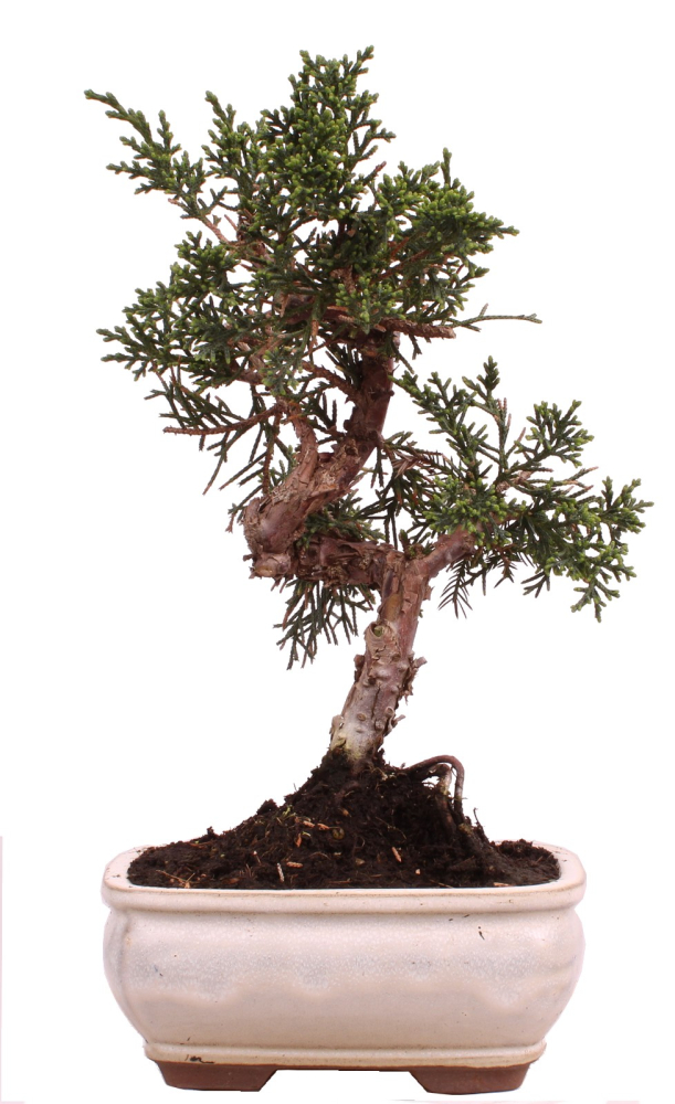 Bonsai - Juniperus chinensis 'Kyushu', Chinesischer Wacholder 228/52