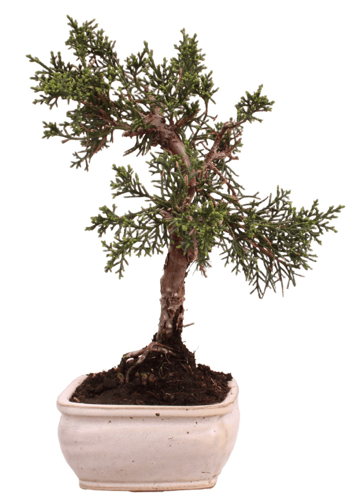 Bonsai - Juniperus chinensis 'Kyushu', Chinesischer Wacholder 228/52