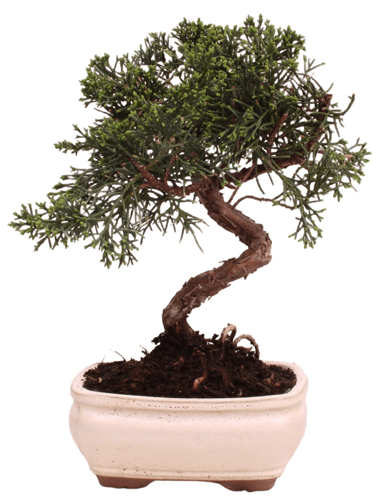 Bonsai - Juniperus chinensis 'Kyushu', Chinesischer Wacholder 228/53