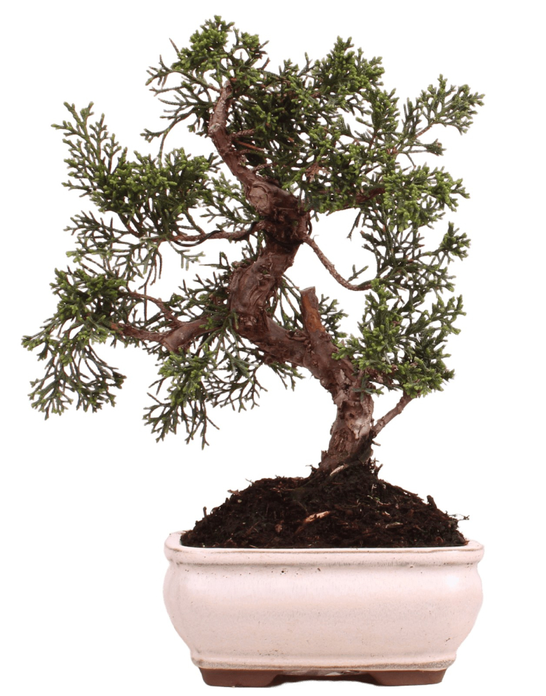 Bonsai - Juniperus chinensis 'Kyushu', Chinesischer Wacholder 228/54
