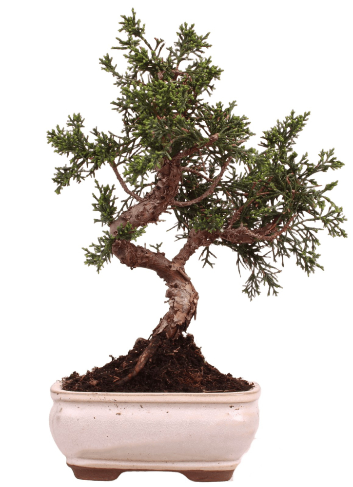 Bonsai - Juniperus chinensis 'Kyushu', Chinesischer Wacholder 228/55