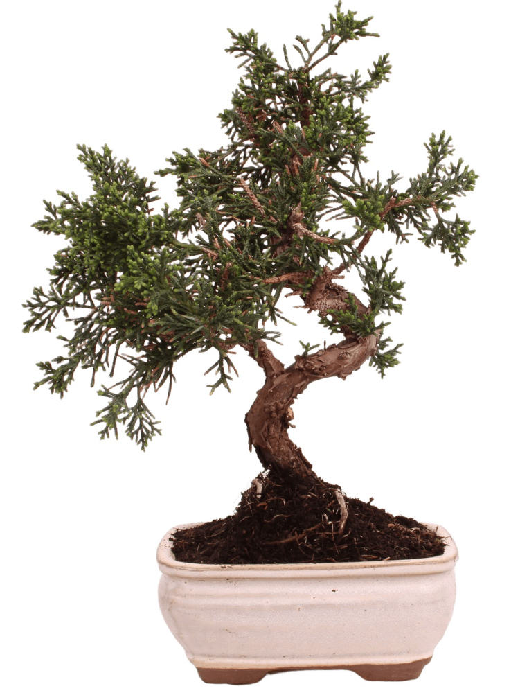 Preview: Bonsai - Juniperus chinensis 'Kyushu', Chinesischer Wacholder 228/55