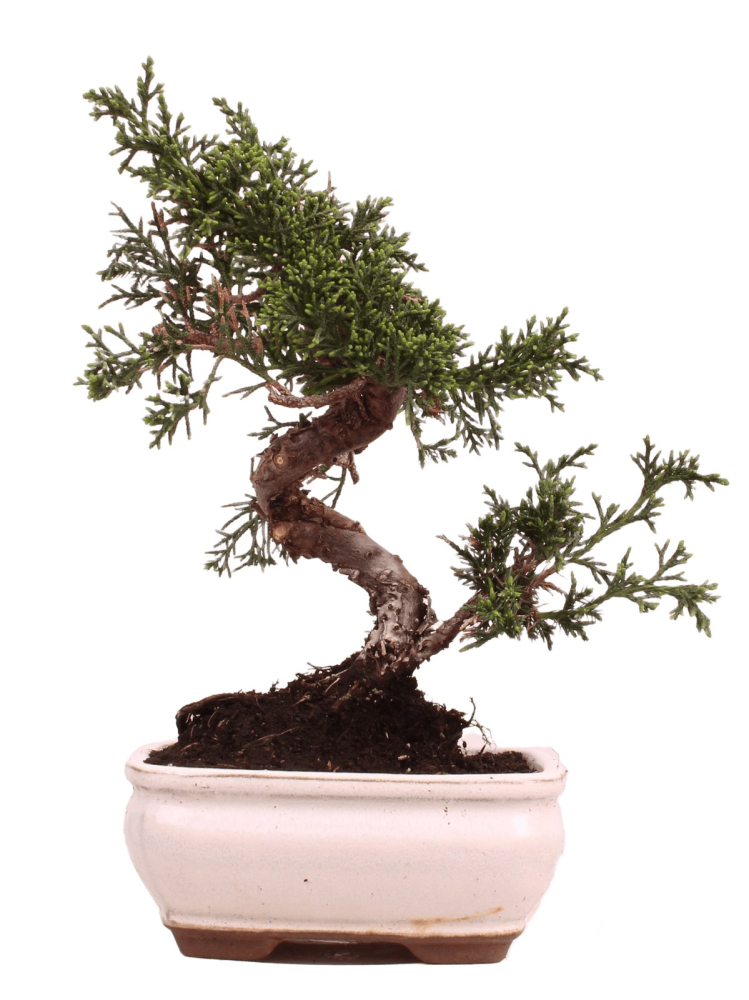 Bonsai - Juniperus chinensis 'Kyushu', Chinesischer Wacholder 228/56