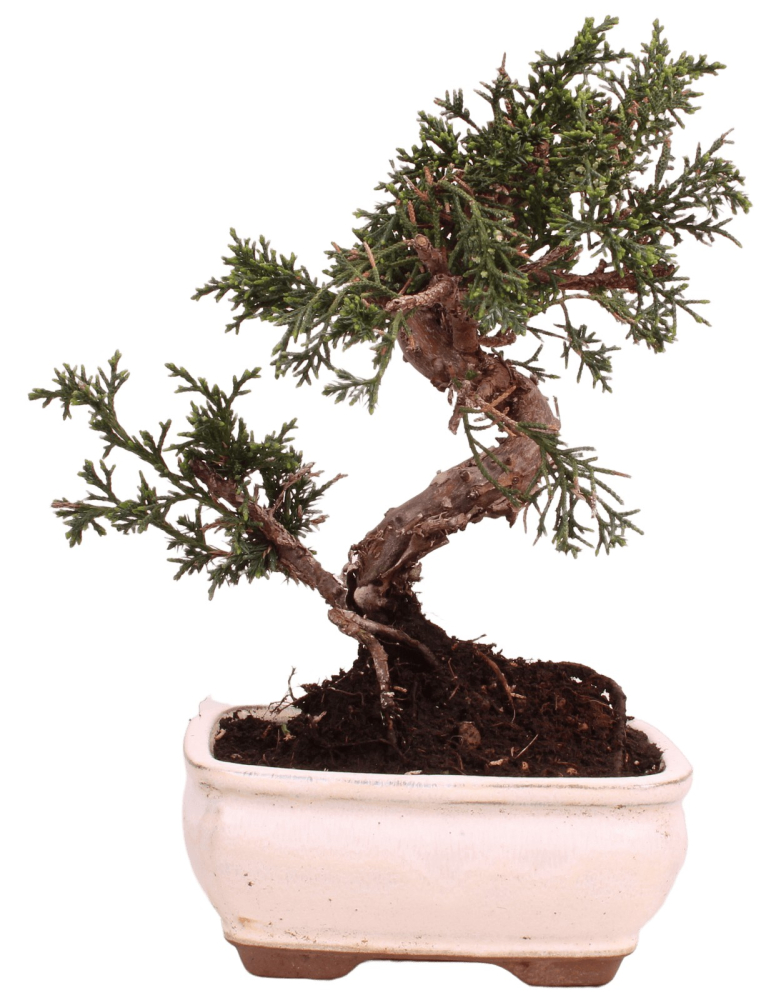 Preview: Bonsai - Juniperus chinensis 'Kyushu', Chinesischer Wacholder 228/56