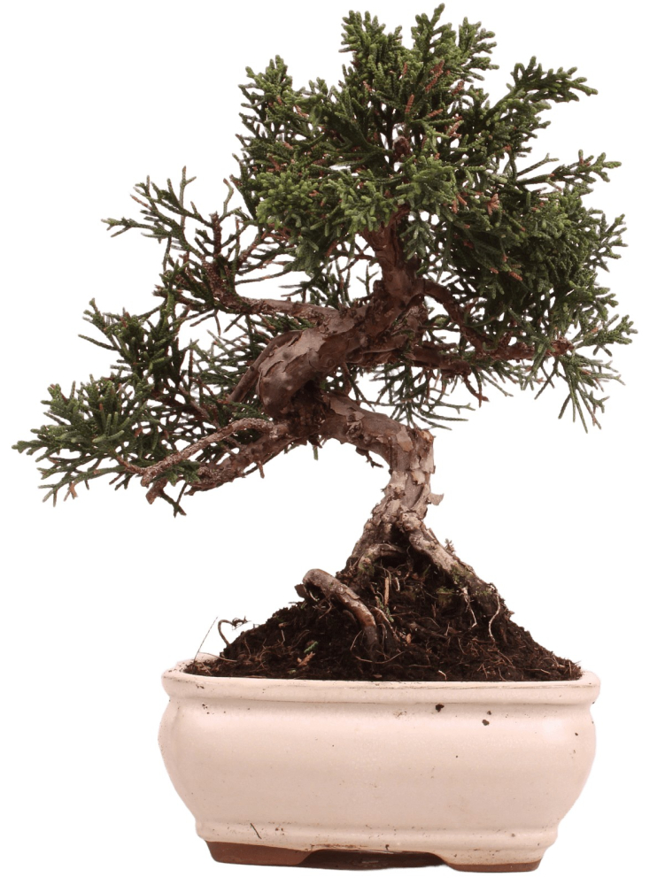 Bonsai - Juniperus chinensis 'Kyushu', Chinesischer Wacholder 228/57