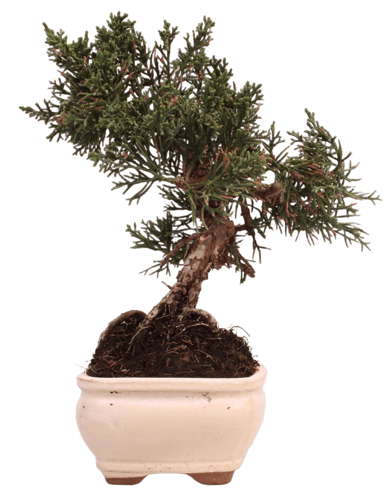 Preview: Bonsai - Juniperus chinensis 'Kyushu', Chinesischer Wacholder 228/57