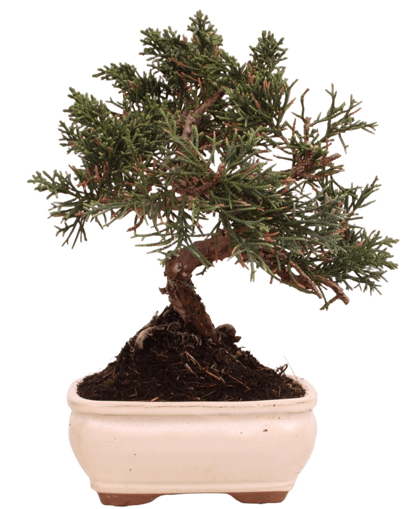 Preview: Bonsai - Juniperus chinensis 'Kyushu', Chinesischer Wacholder 228/57