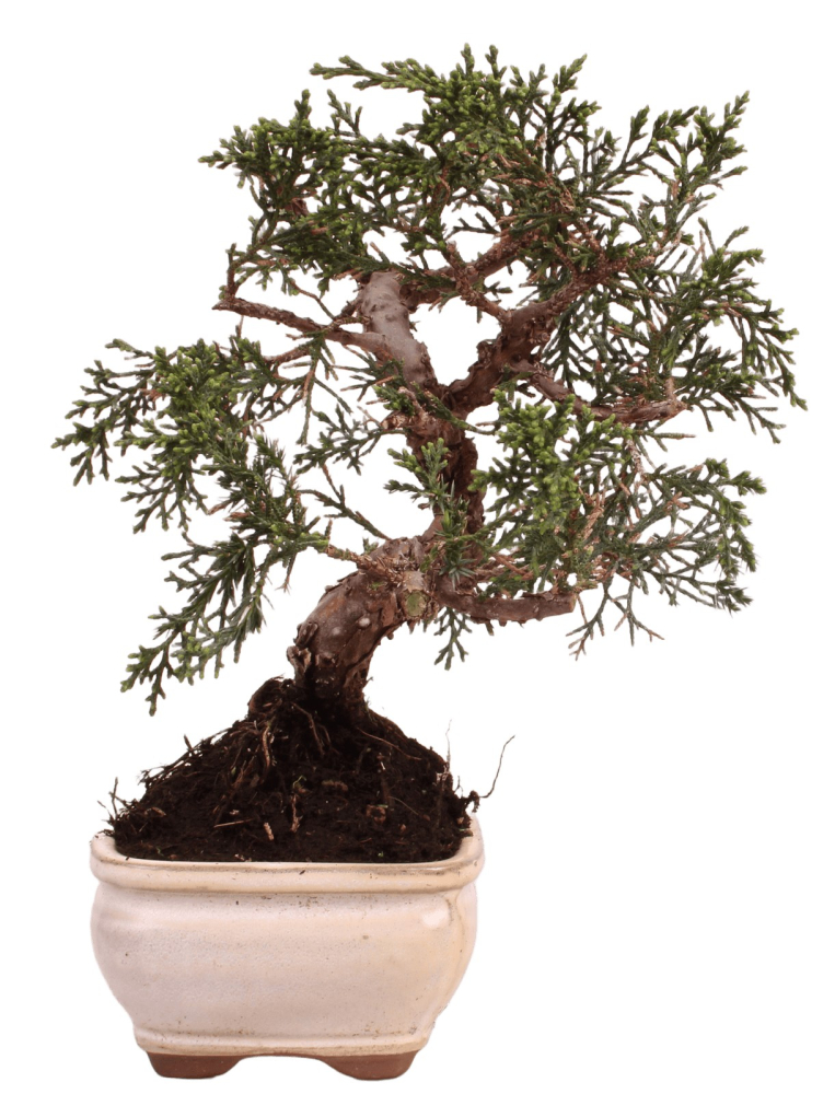 Bonsai - Juniperus chinensis 'Kyushu', Chinesischer Wacholder 228/58