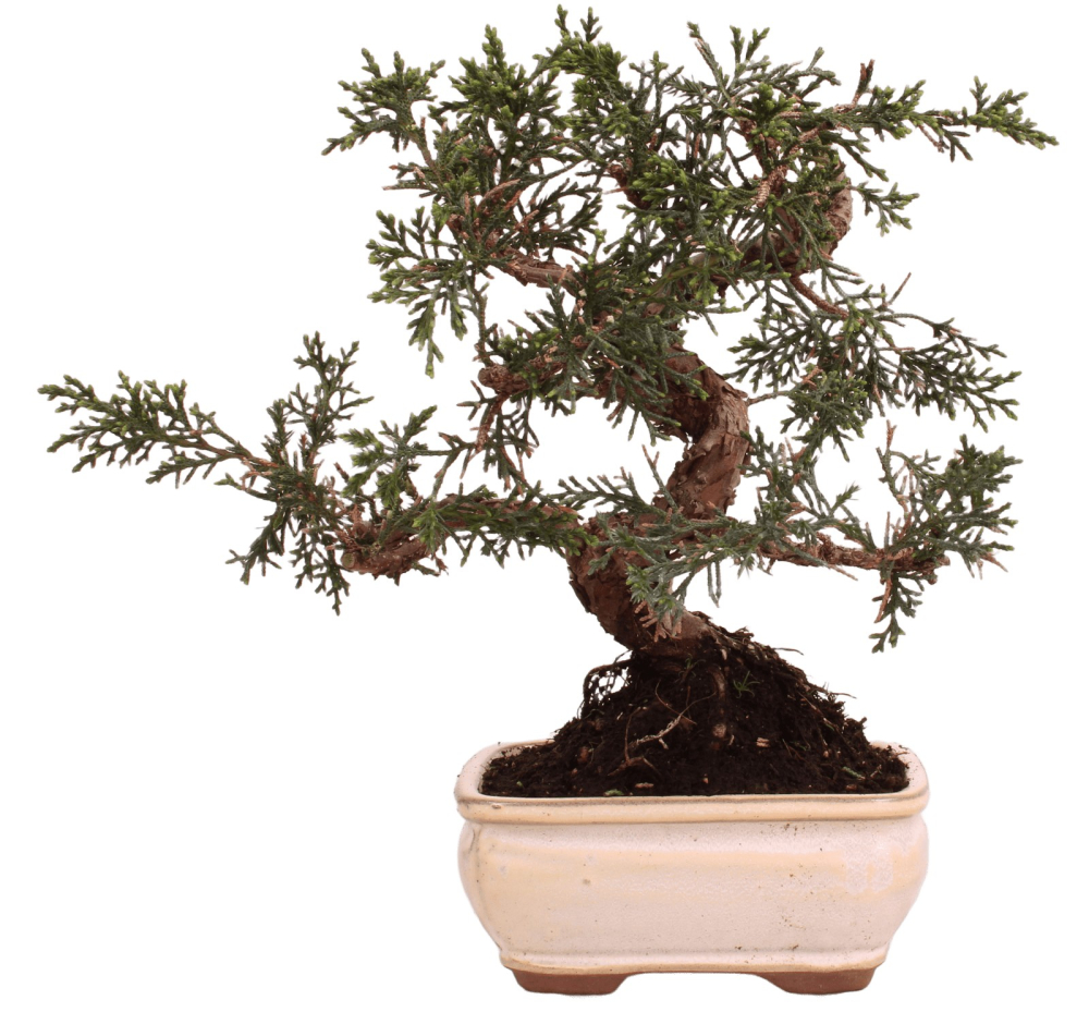 Bonsai - Juniperus chinensis 'Kyushu', Chinesischer Wacholder 228/58