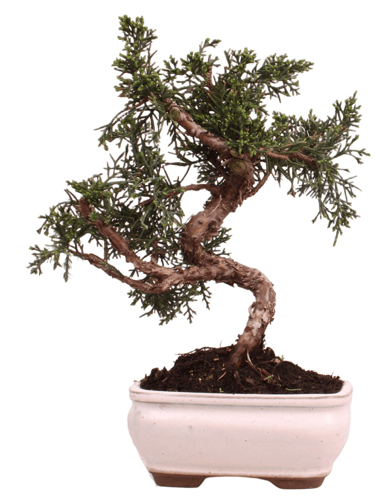 Bonsai - Juniperus chinensis 'Kyushu', Chinesischer Wacholder 228/59