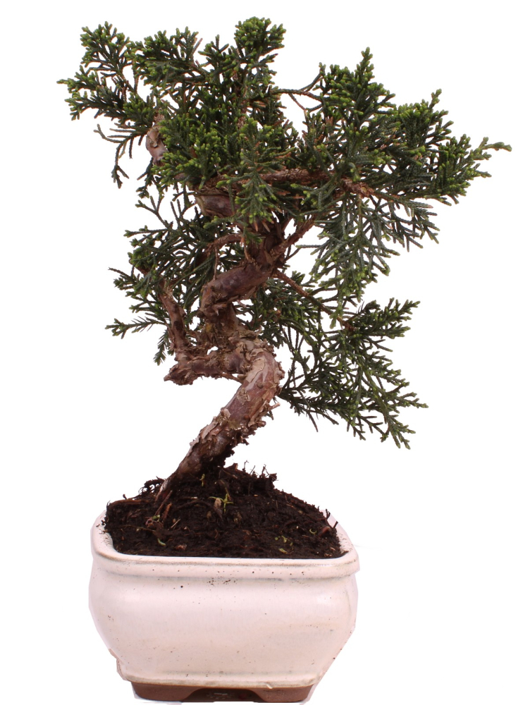 Bonsai - Juniperus chinensis 'Kyushu', Chinesischer Wacholder 228/59