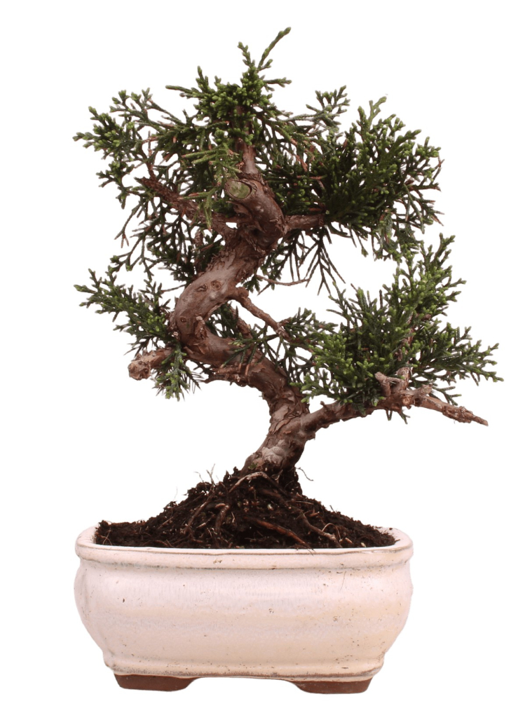 Bonsai - Juniperus chinensis 'Kyushu', Chinesischer Wacholder 228/60