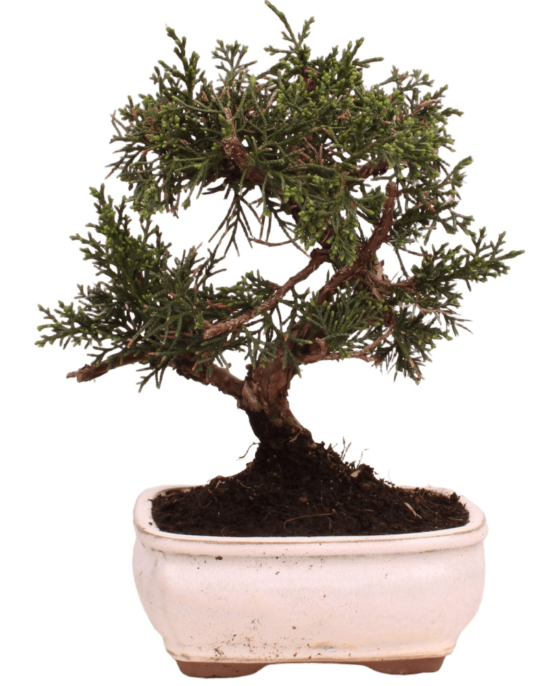 Bonsai - Juniperus chinensis 'Kyushu', Chinesischer Wacholder 228/60