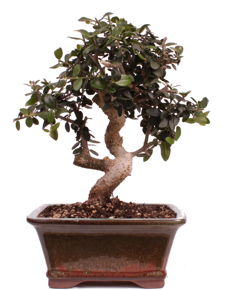 Bonsai - Olea europaea Sylvestris - Wild-Olive 228/61