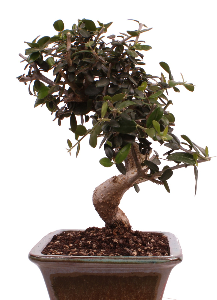 Preview: Bonsai - Olea europaea Sylvestris - Wild-Olive 228/61