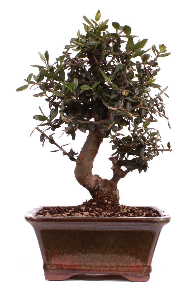 Bonsai - Olea europaea Sylvestris - Wild-Olive 228/62
