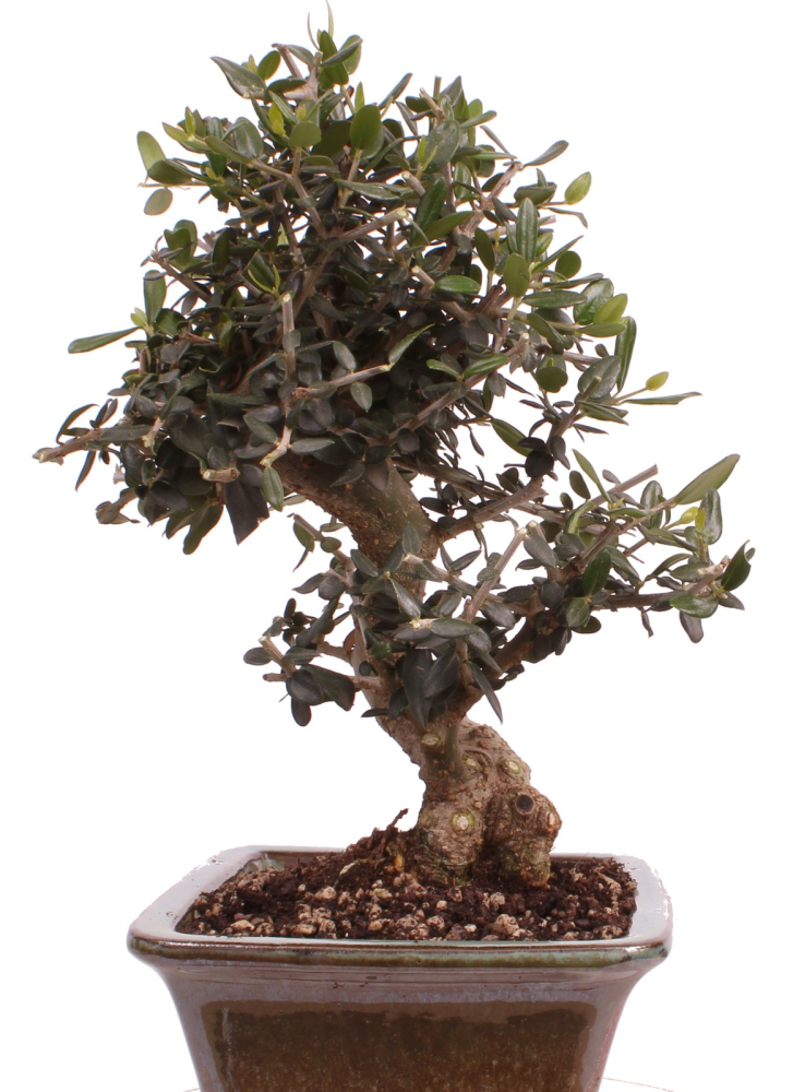 Bonsai - Olea europaea Sylvestris - Wild-Olive 228/62