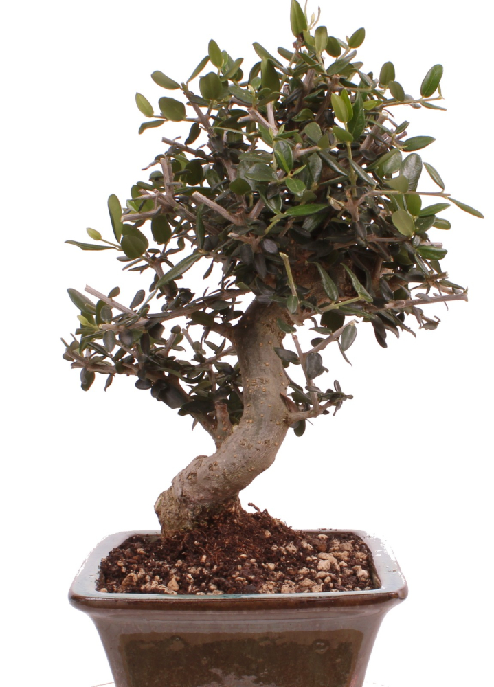 Bonsai - Olea europaea Sylvestris - Wild-Olive 228/62