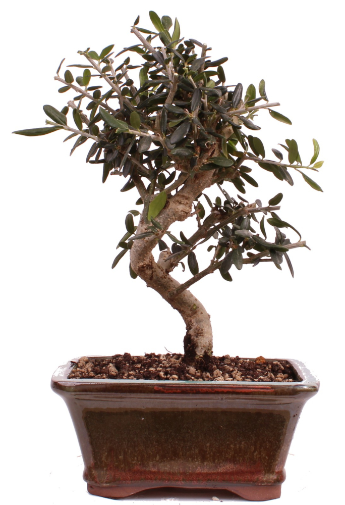 Bonsai - Olea europaea Sylvestris - Wild-Olive 228/63