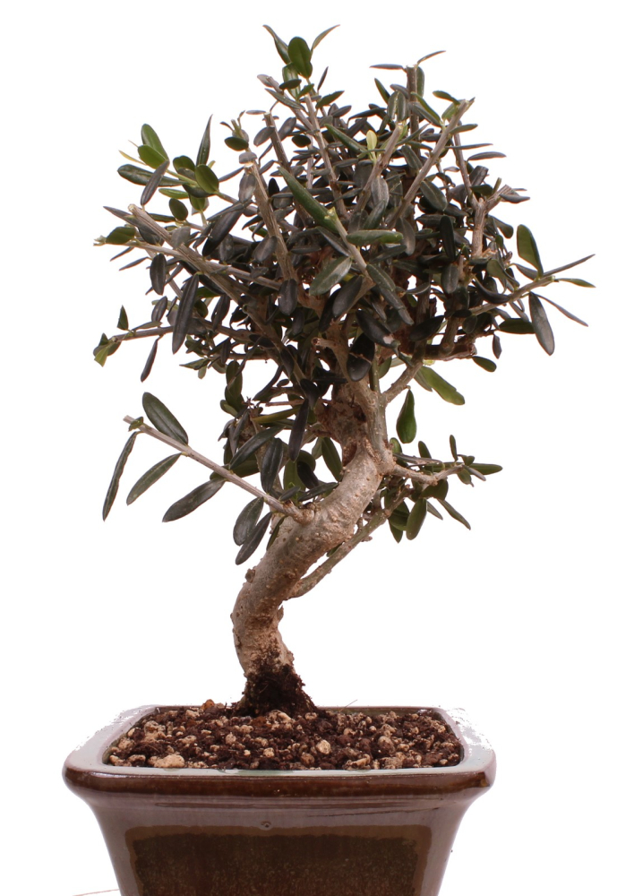 Bonsai - Olea europaea Sylvestris - Wild-Olive 228/63