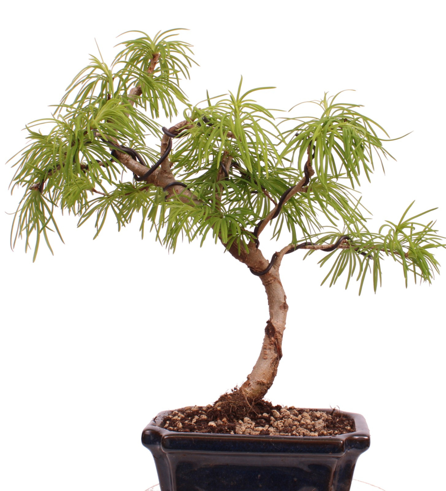 Bonsai - Pseudolarix amabilis  - Goldlärche Outdoor 228/64