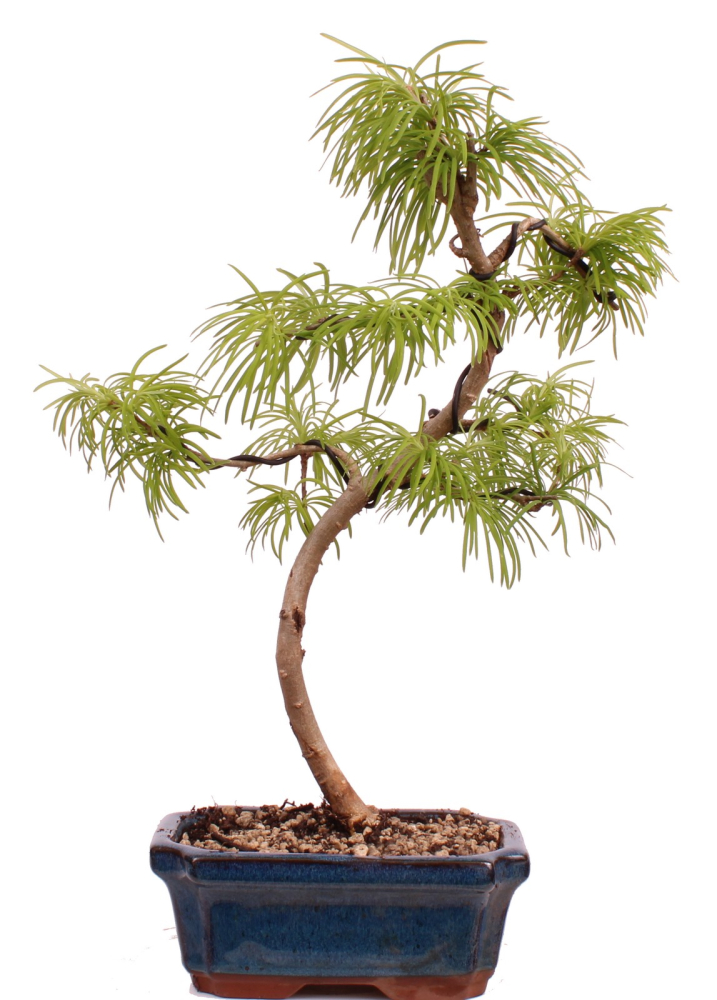 Bonsai - Pseudolarix amabilis  - Goldlärche Outdoor 228/65