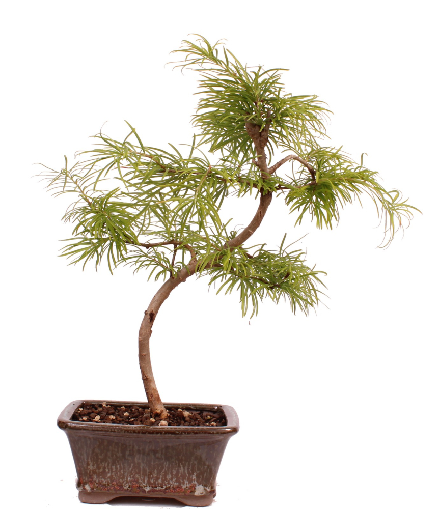 Bonsai - Pseudolarix amabilis  - Goldlärche Outdoor 228/65