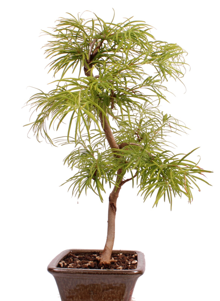 Preview: Bonsai - Pseudolarix amabilis  - Goldlärche Outdoor 228/65