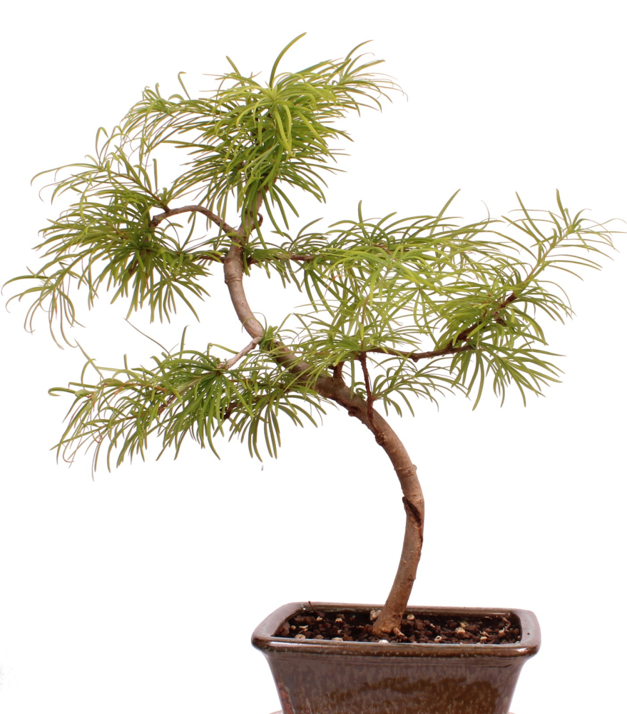Preview: Bonsai - Pseudolarix amabilis  - Goldlärche Outdoor 228/65