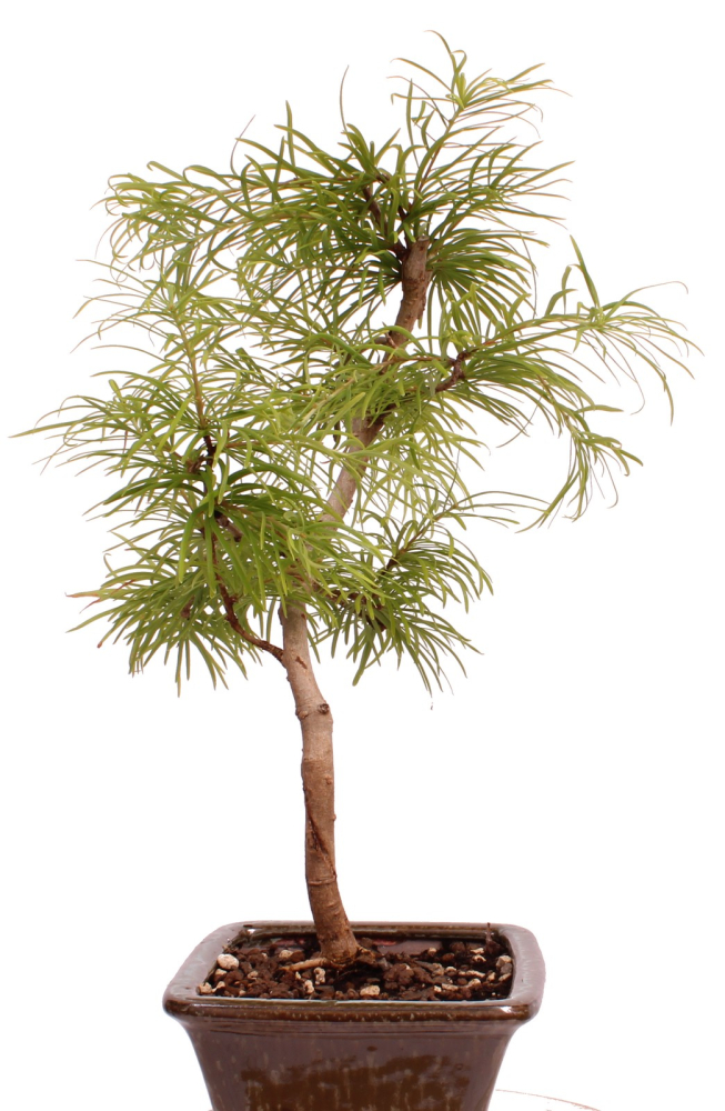 Preview: Bonsai - Pseudolarix amabilis  - Goldlärche Outdoor 228/65