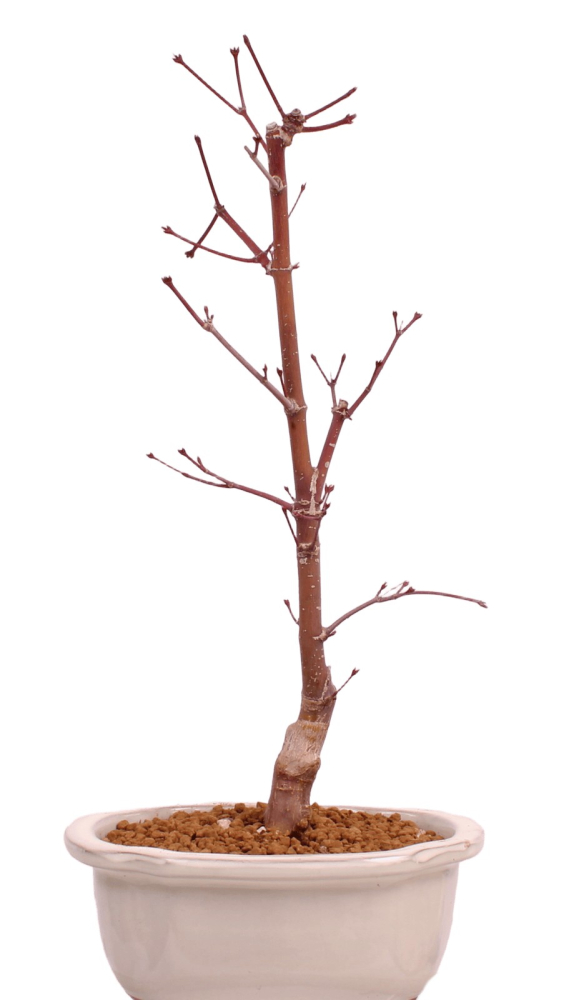 Bonsai - Acer palmatum 'Chishio' - Japanischer Fächerahorn rotlaubig 229/01