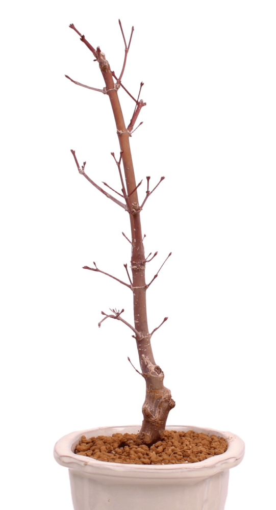 Preview: Bonsai - Acer palmatum 'Chishio' - Japanischer Fächerahorn rotlaubig 229/01