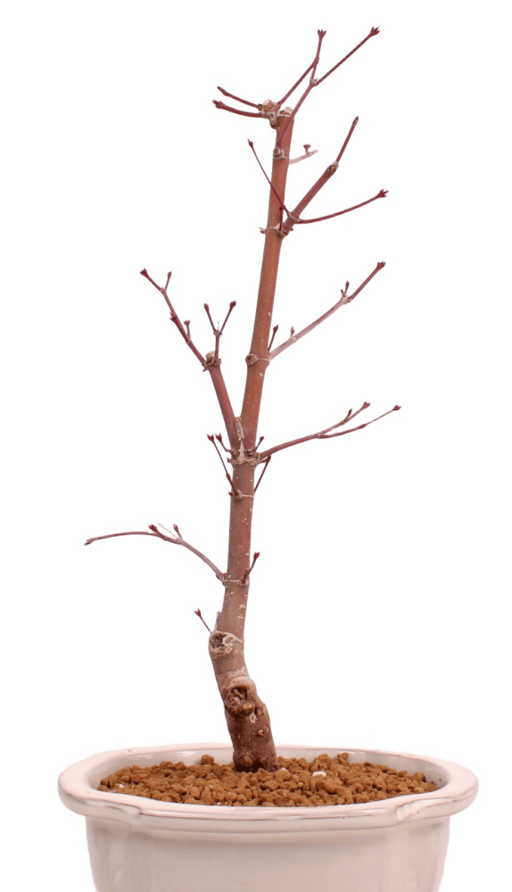 Preview: Bonsai - Acer palmatum 'Chishio' - Japanischer Fächerahorn rotlaubig 229/01