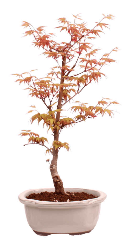 Bonsai - Acer palmatum 'Chishio' - Japanischer Fächerahorn rotlaubig 229/01