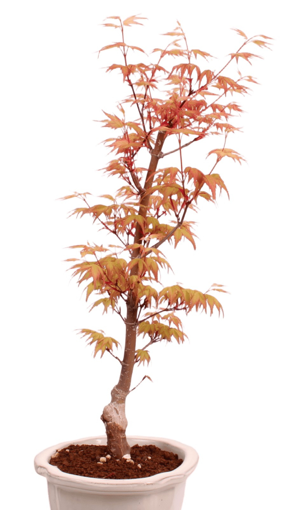 Preview: Bonsai - Acer palmatum 'Chishio' - Japanischer Fächerahorn rotlaubig 229/01