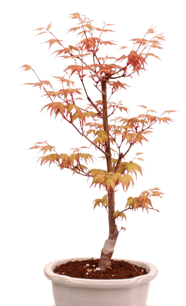 Preview: Bonsai - Acer palmatum 'Chishio' - Japanischer Fächerahorn rotlaubig 229/01