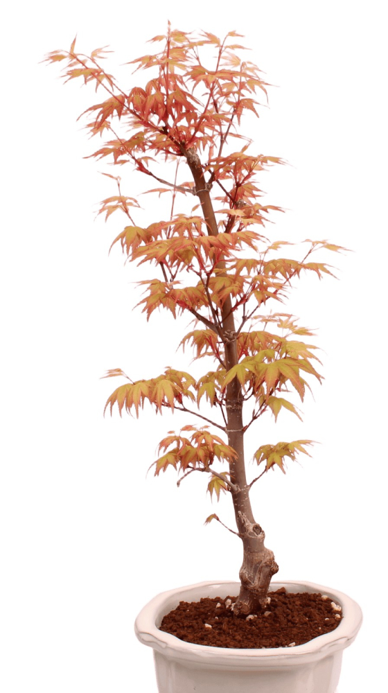 Preview: Bonsai - Acer palmatum 'Chishio' - Japanischer Fächerahorn rotlaubig 229/01