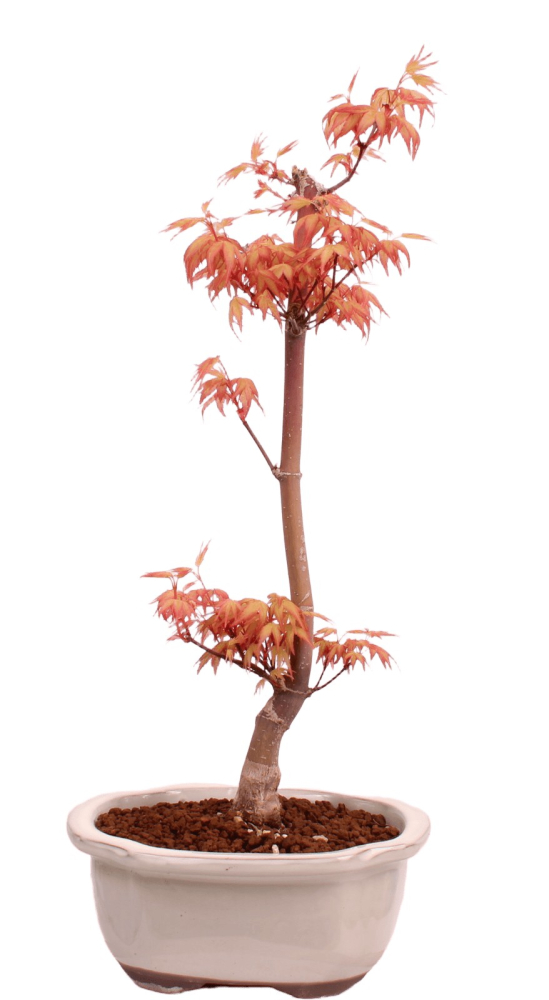 Bonsai - Acer palmatum 'Chishio' - Japanischer Fächerahorn rotlaubig 229/02