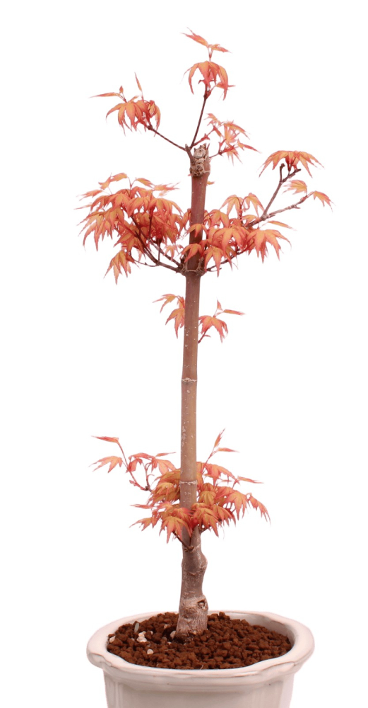 Preview: Bonsai - Acer palmatum 'Chishio' - Japanischer Fächerahorn rotlaubig 229/02