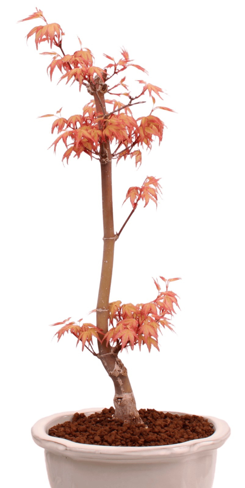 Preview: Bonsai - Acer palmatum 'Chishio' - Japanischer Fächerahorn rotlaubig 229/02