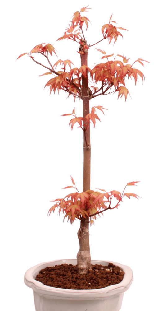 Preview: Bonsai - Acer palmatum 'Chishio' - Japanischer Fächerahorn rotlaubig 229/02