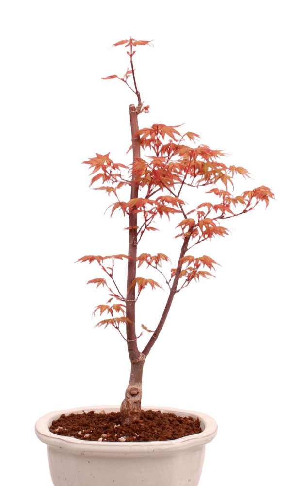 Bonsai - Acer palmatum 'Chishio' - Japanischer Fächerahorn rotlaubig 229/03