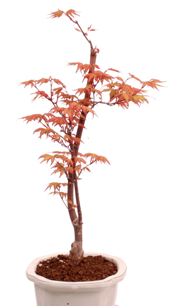 Bonsai - Acer palmatum 'Chishio' - Japanischer Fächerahorn rotlaubig 229/03