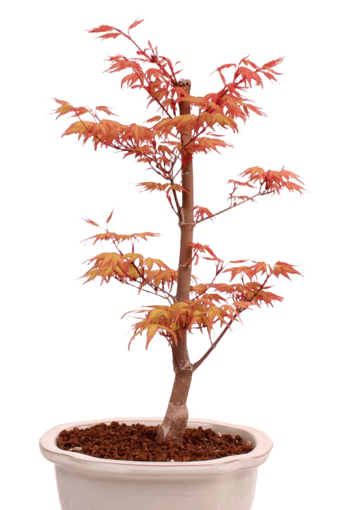 Preview: Bonsai - Acer palmatum 'Chishio' - Japanischer Fächerahorn rotlaubig 229/04